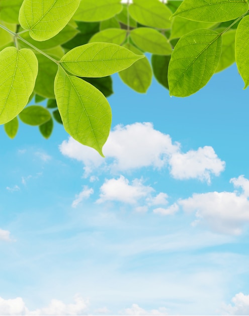 Grünes Blatt mit Himmel