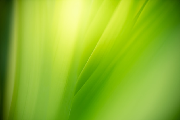 Grünes Blatt mit Kopienraum unter Verwendung als Hintergrund- oder Tapetennaturkonzept.