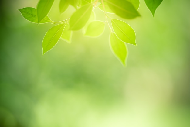 Grünes Blatt mit Kopienraum unter Verwendung als Hintergrundsommer-Naturkonzept.