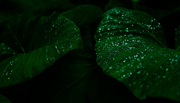 Grünes Blatt mit Regentropfen im Dschungel. Wassertropfen auf Blättern.