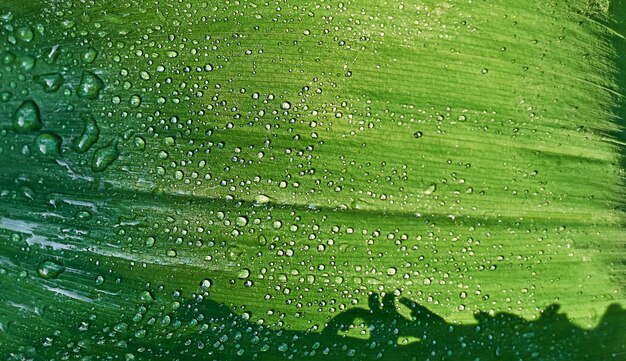 Grünes Blatt mit Regentropfen in hellem Licht