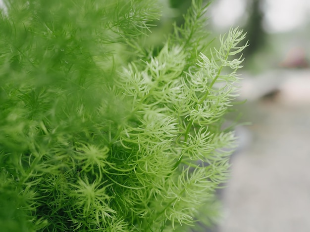 Grünes Blatt mit Sonnenlicht hautnah