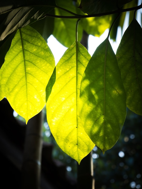 Grünes Blatt mit Sonnenlicht.