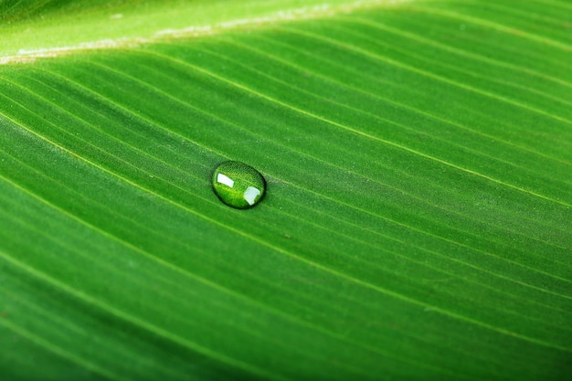 Grünes Blatt mit Tröpfchennahaufnahme