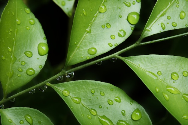 Grünes Blatt mit Wasser fällt für Hintergrund mit selektivem Fokus