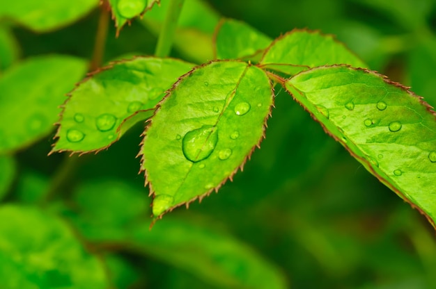 Grünes Blatt mit Wasser lässt Makronaturhintergrund fallen
