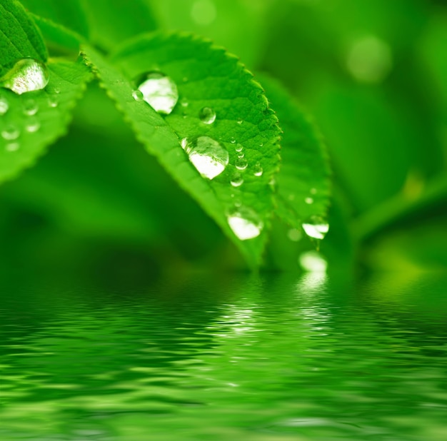 Grünes Blatt mit Wasser lässt Makronaturhintergrund mit Wasserreflexion fallen