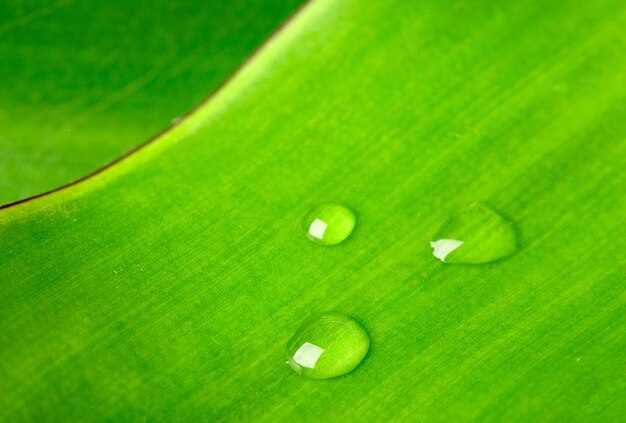 Grünes Blatt mit Wassertröpfchen