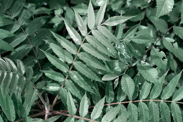 Grünes Blatt mit Wassertropfen auf schwarzem Hintergrund