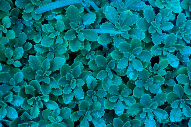 Foto grünes blatt mit wassertropfen auf schwarzem hintergrund