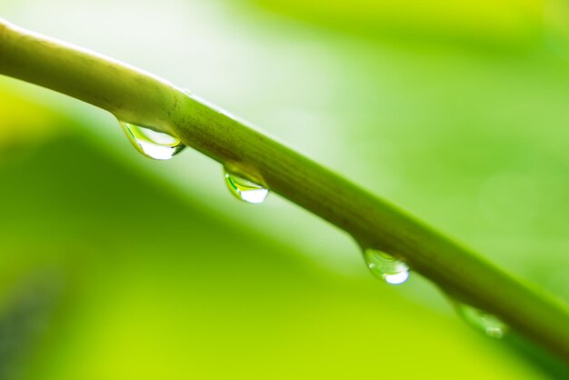 Grünes Blatt mit Wassertropfen des Regens im Garten