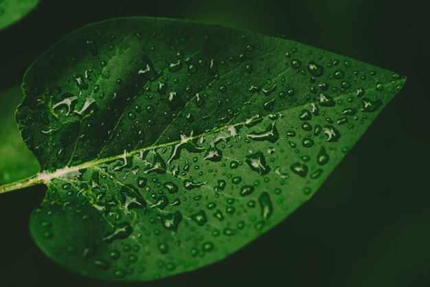 Grünes Blatt mit Wassertropfen Makronatur dunkler Öko-Hintergrund