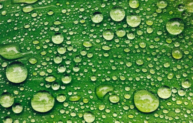 Grünes Blatt mit Wassertropfen nach Regen