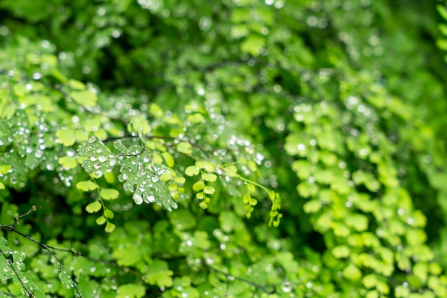 Grünes Blatt mit Wassertropfen oder Wassertropfen