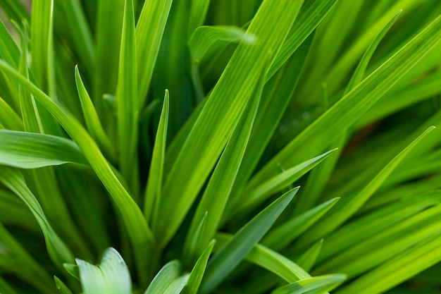 Grünes Blatt mit Wassertropfen