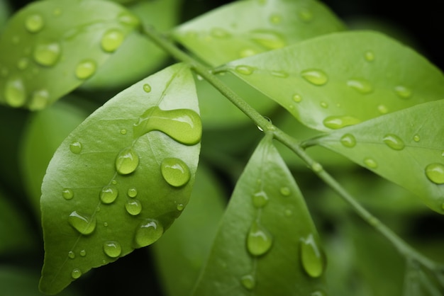 Grünes Blatt mit Wassertropfen