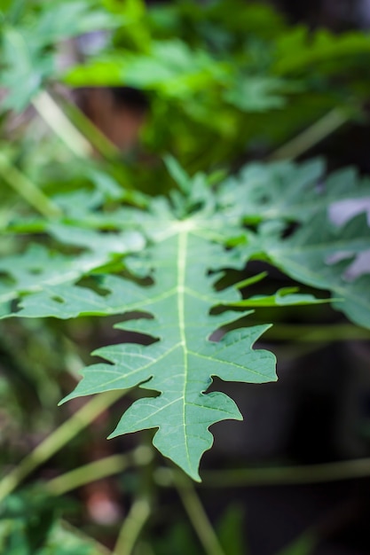 Grünes Blatt mit Wassertropfen