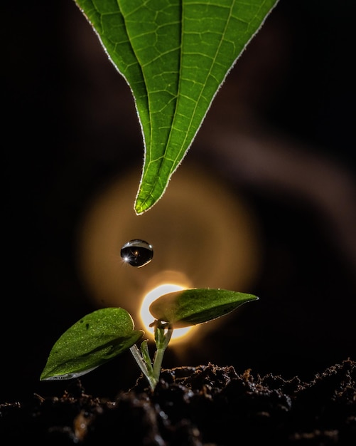 Grünes Blatt mit Wassertropfen