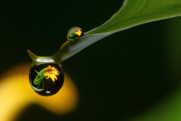 Grünes Blatt mit Wassertropfen