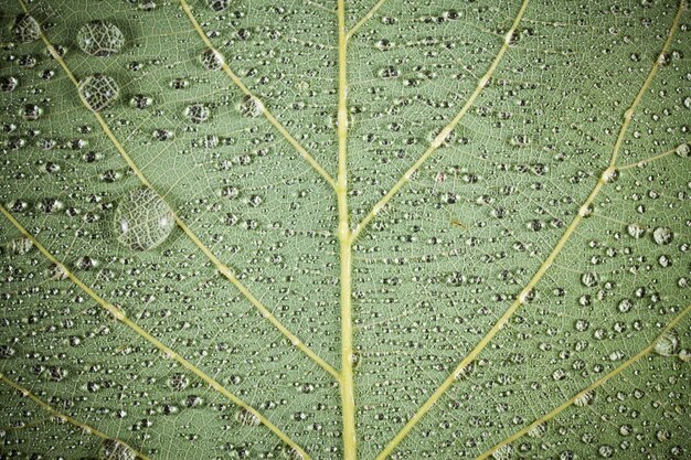 Grünes Blatt mit Wassertropfenhintergrund.