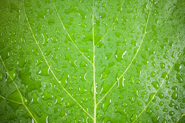 Grünes Blatt mit Wassertropfenhintergrund.