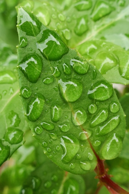 Grünes Blatt mit Wassertropfennahaufnahme. Grünpflanze im Tropfenhintergrund.