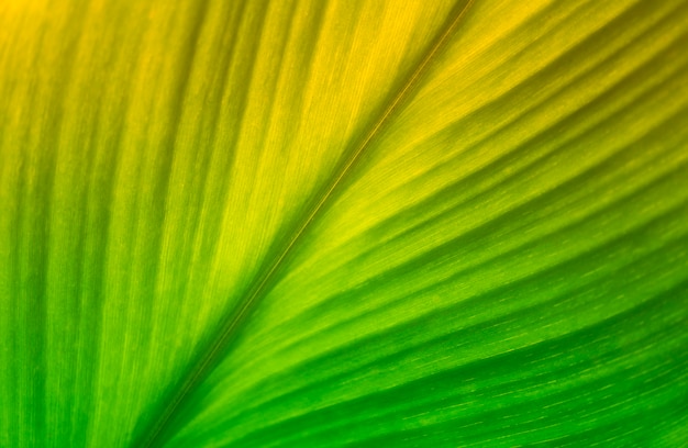 Grünes Blatt mit weichem Fokus