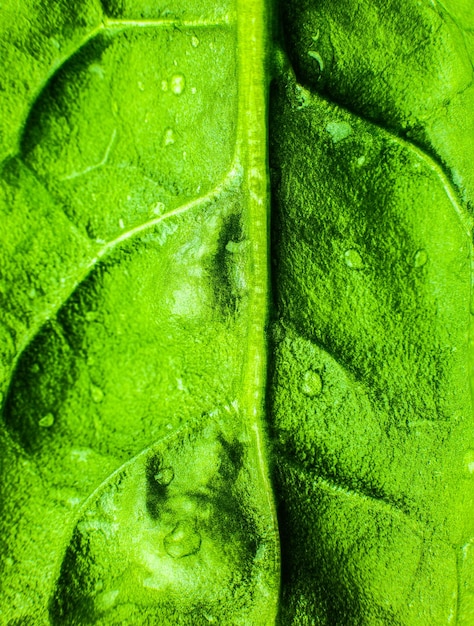 Grünes Blatt Nahaufnahme Frische Blätter Textur Hintergrund Natürliche Öko-Tapete Vegetarisches Essen Gemüse- und Vitaminprodukte Makrofoto