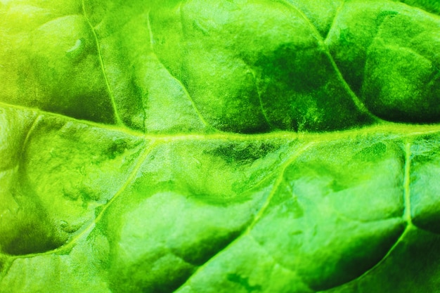 Grünes Blatt Nahaufnahme Frische Blätter Textur Hintergrund Natürliche Öko-Tapete Vegetarisches Essen Gemüse- und Vitaminprodukte Makrofoto