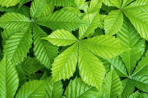 Grünes Blatt natürlicher Hintergrund Frische Rosskastanienblätter als sommerliche Naturkulisse in der Nähe