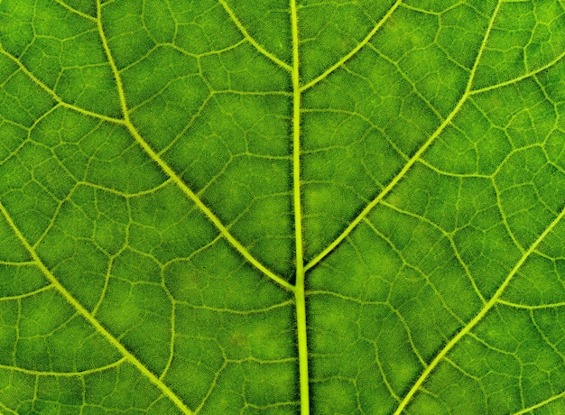Foto grünes blatt textur nützlich als hintergrund