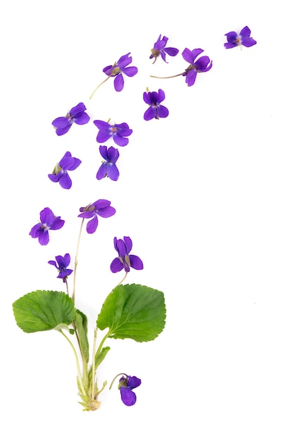 Grünes Blatt und Blumen lokalisiert auf Weiß