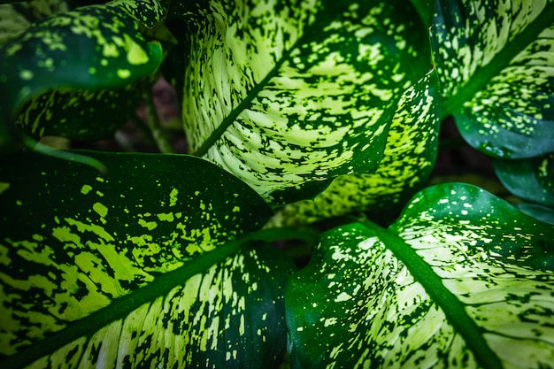 Grünes Blatt und Natur