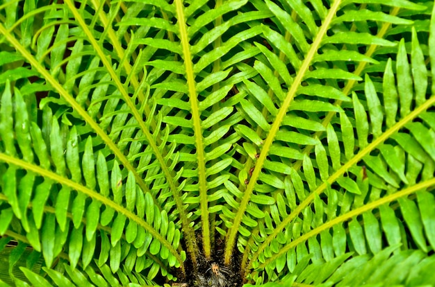 grünes Blatt Vogel Nest Farn