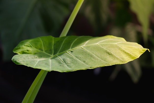 grünes blatt von colocasia gigentea ist pflanze im regenwald