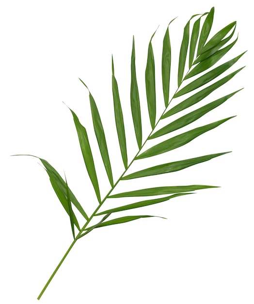 Grünes Blatt von Hamedorea gnädig auf weißem Hintergrund