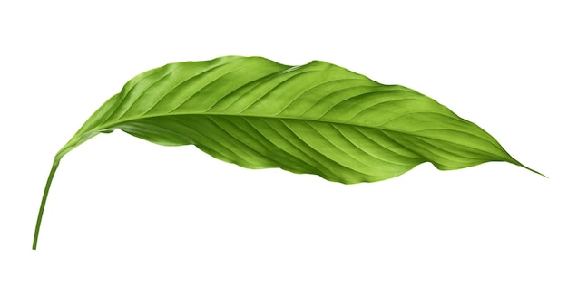 Grünes Blatt von tropischem Spathiphyllum isoliert auf weiß