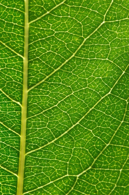 Grünes Blatt