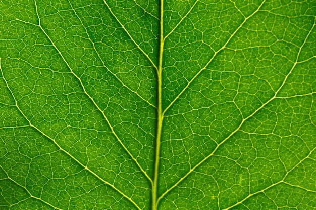 Grünes Blatt