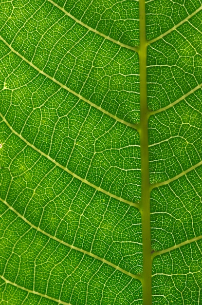 Grünes Blatt