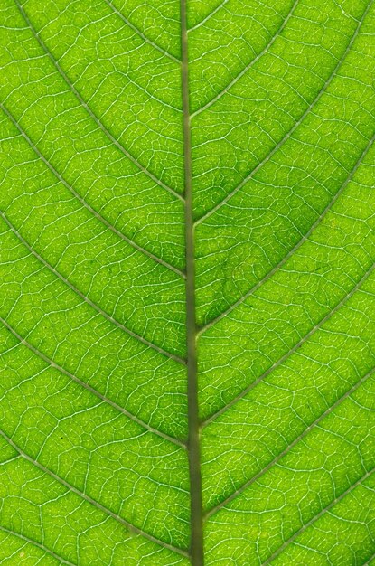 Grünes Blatt