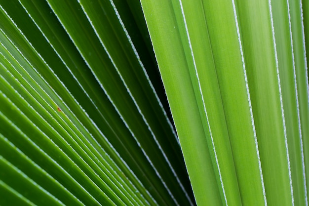 grünes Blatt