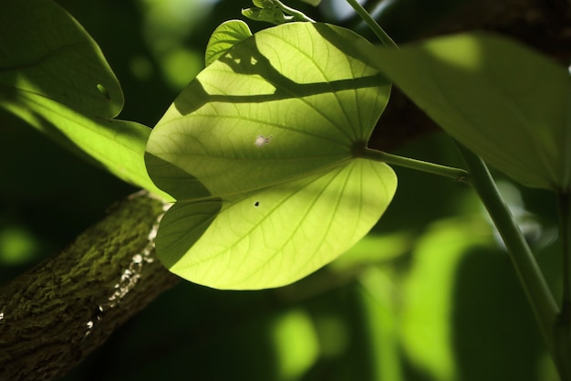 Grünes Blatt