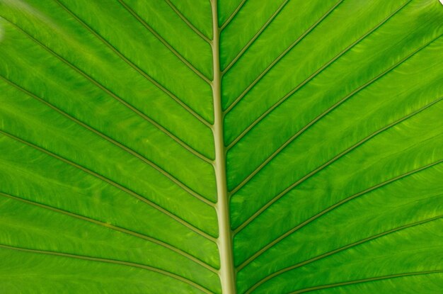 Grünes Blatt