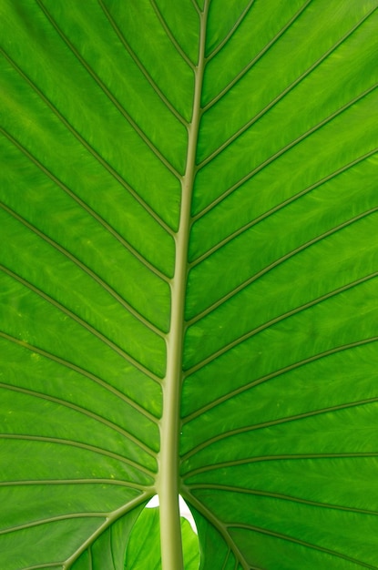 Grünes Blatt