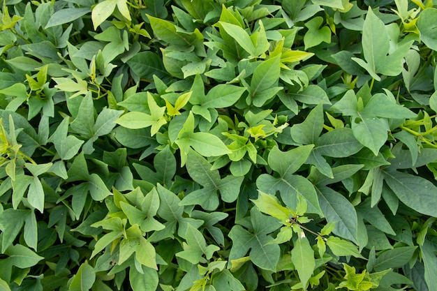 Grünes Blattmuster Textur Hintergrund der Süßkartoffelpflanze auf dem Feld
