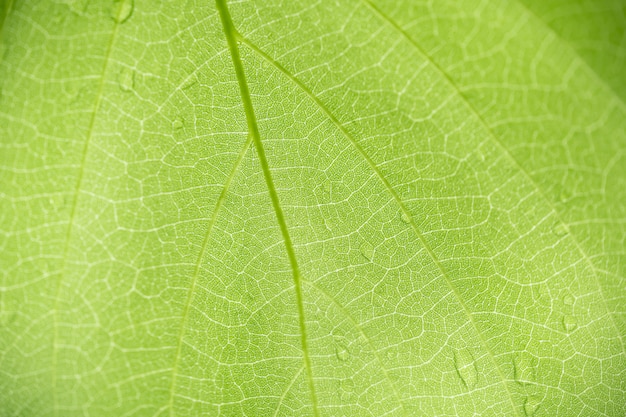 Grünes Blattmuster und -beschaffenheit der Naturansicht.