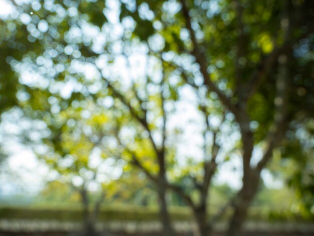 Grünes Bokeh auf Natur abstrakter Unschärfehintergrund grünes Bokeh vom Baum