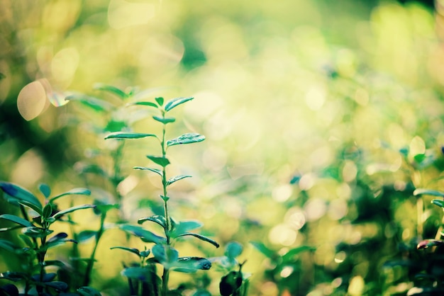 Grünes Bokeh im Morgenlicht und Sonne leckt. Der abstrakte Hintergrund jedoch unscharf. Sommer-Konzept. Bokeh unscharf.