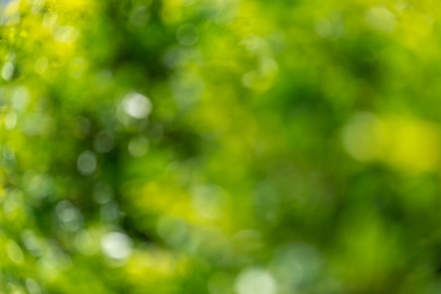 Grünes Bokeh-Licht im Freien Naturgarten verwischen Grüner Naturgarten Hintergrund verwischen für Kopienraum